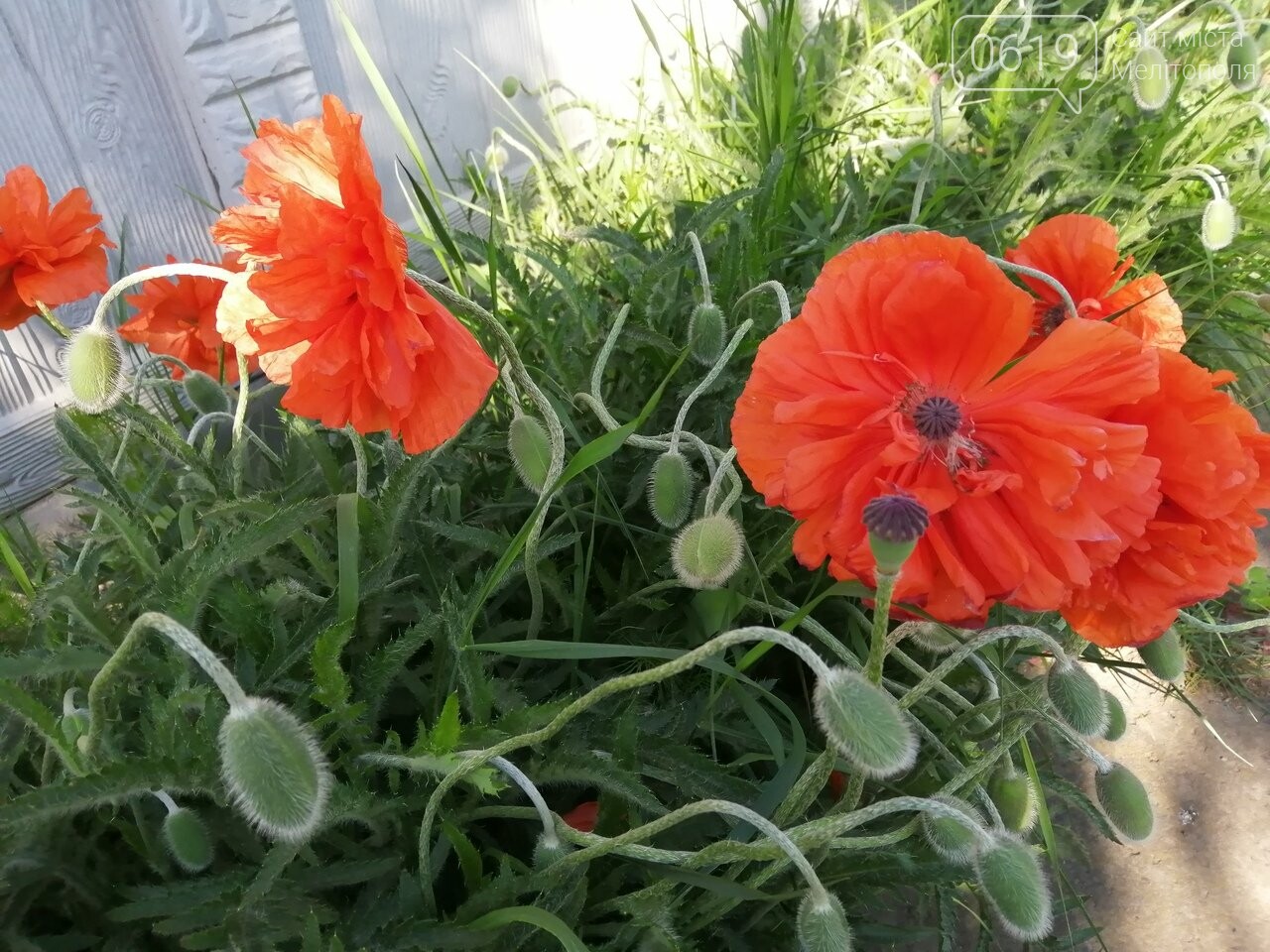 Фото сайта 0619