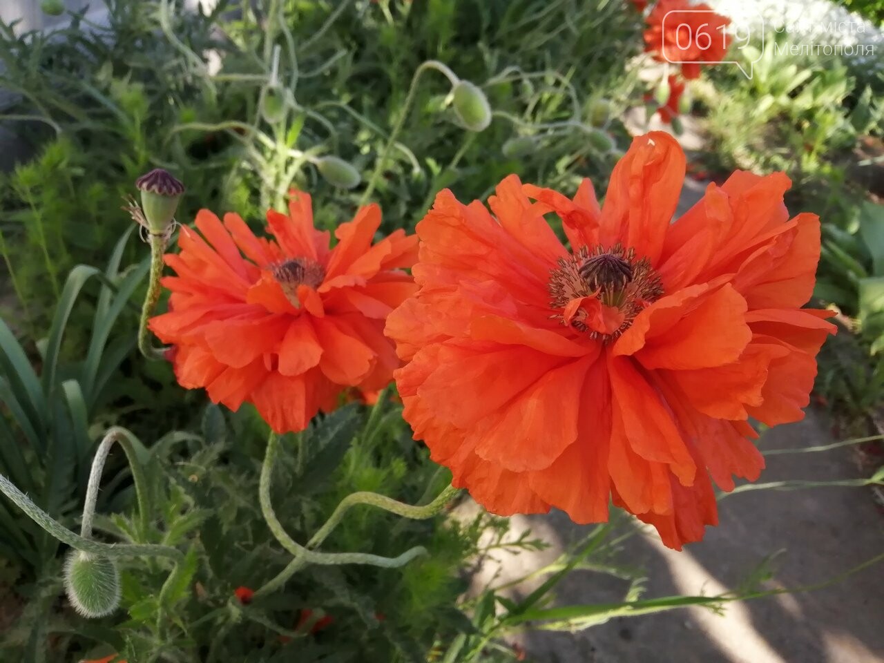 Фото сайта 0619