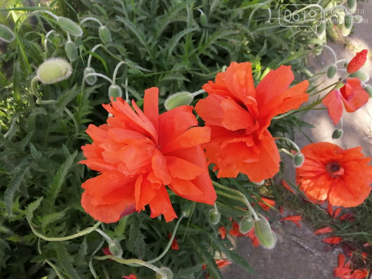 Фото сайта 0619