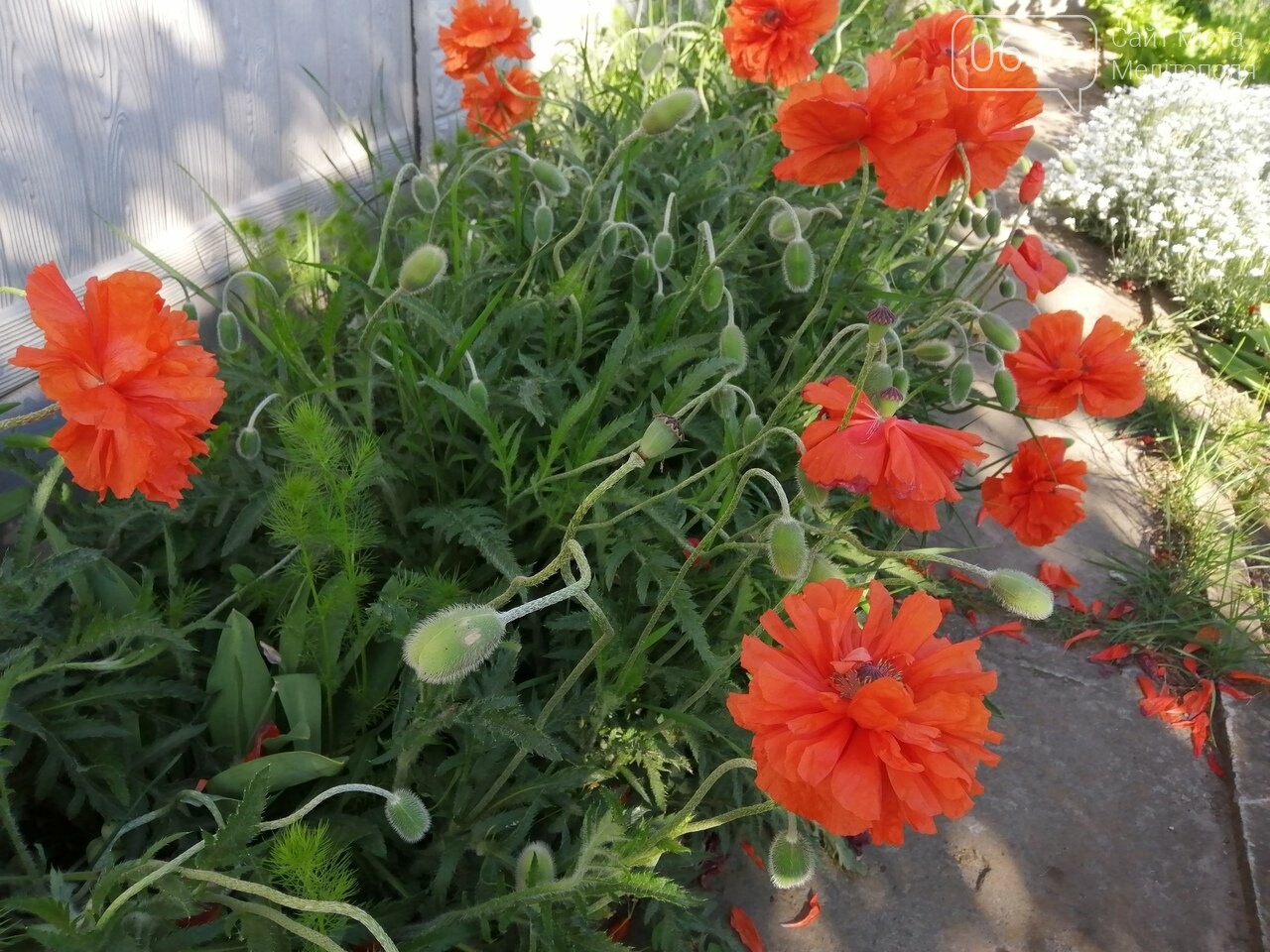 Фото сайта 0619