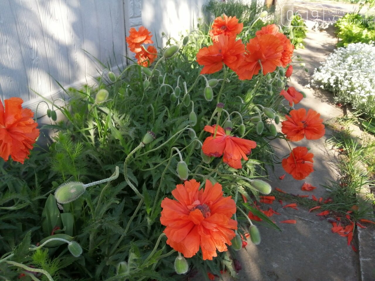 Фото сайта 0619