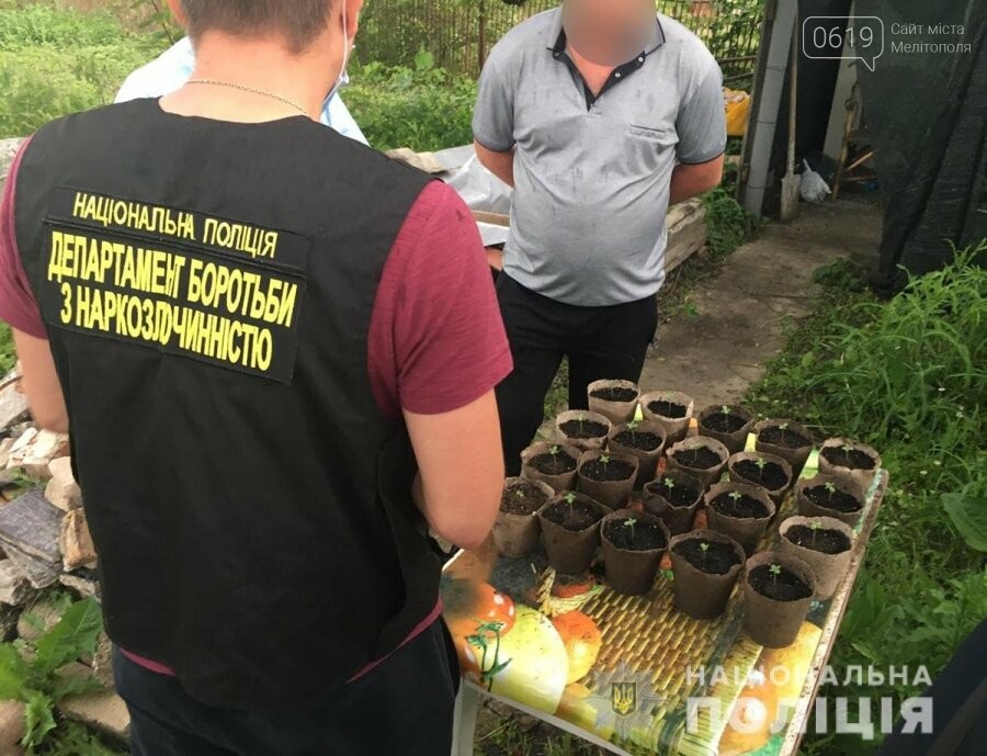 В Мелитополе правоохранители обнаружили плантации снотворного мака и конопли, фото-2