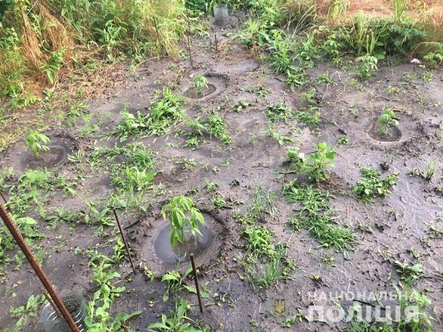 В Мелитополе правоохранители обнаружили плантации снотворного мака и конопли, фото-1