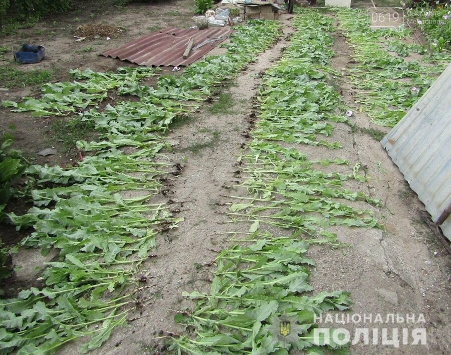 В Мелитополе правоохранители обнаружили плантации снотворного мака и конопли, фото-3