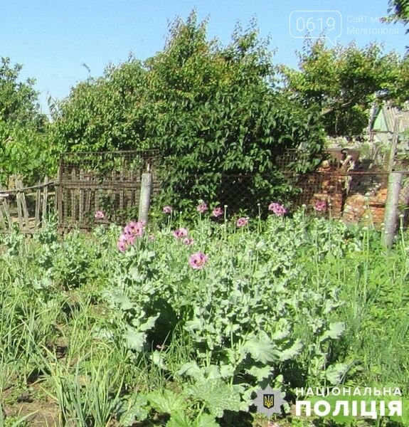 В Мелитополе полицейские обнаружили очередную плантацию мака в огороде, фото-1