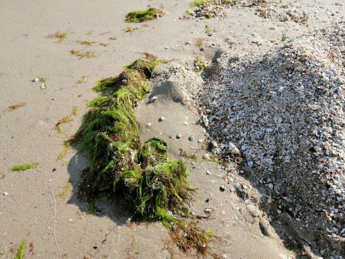 Побережье Азовского моря в Кирилловке - в водорослях, фото-2