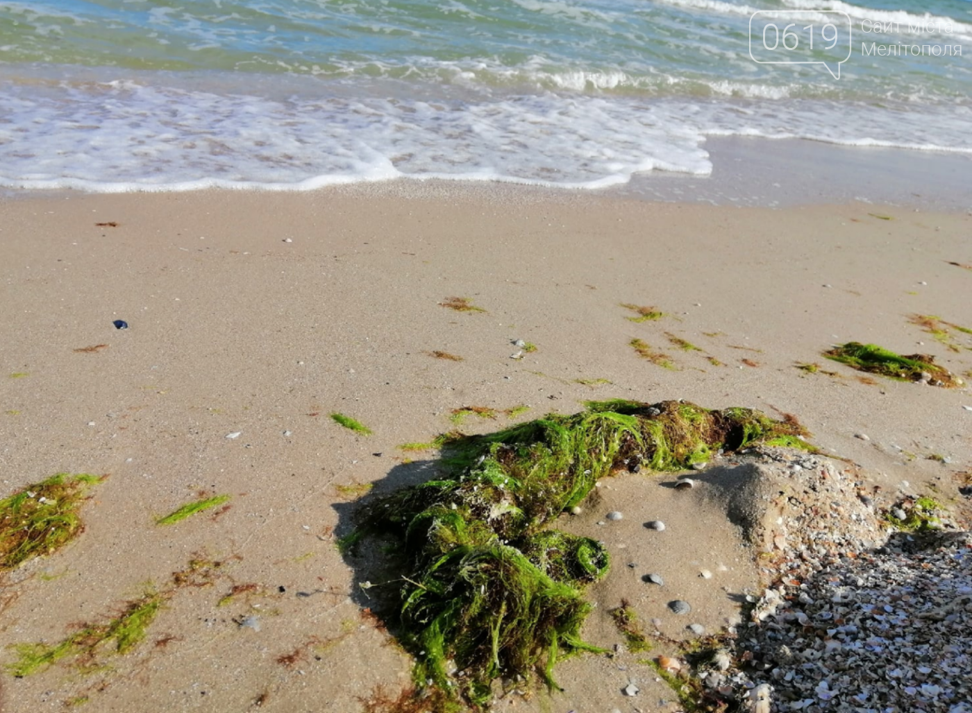 Побережье Азовского моря в Кирилловке - в водорослях, фото-1