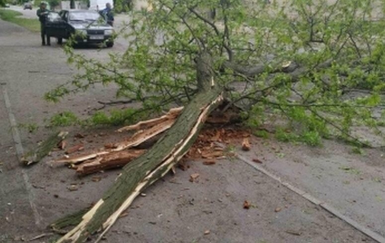 Ветер несется ломает сучья. Ветер несется ломает сучья. Ветер синтаксический разбор. Ломает срывает загадка. Флаговая крона сосен.
