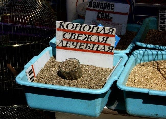 полезные свойства семян полезные свойства семян