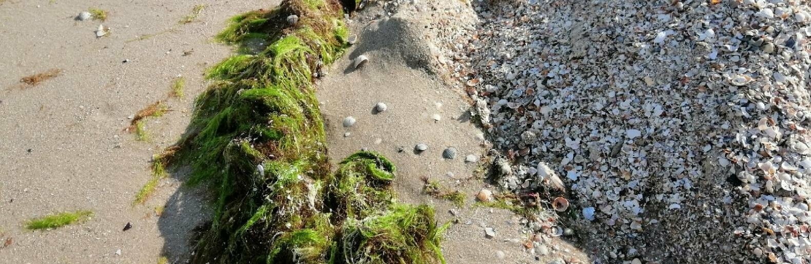 Побережье Азовского моря в Кирилловке - в водорослях